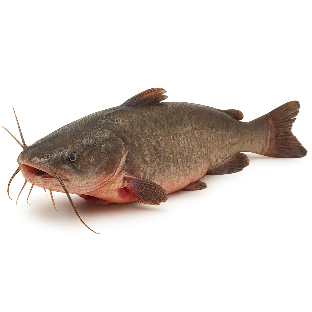 Catfish on a white background
Frozen Catfish (Clarias spp.) – Whole gutted wild catch, block frozen, bulk packed from Ireland & UK
