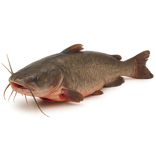 Catfish on a white background
Frozen Catfish (Clarias spp.) – Whole gutted wild catch, block frozen, bulk packed from Ireland & UK