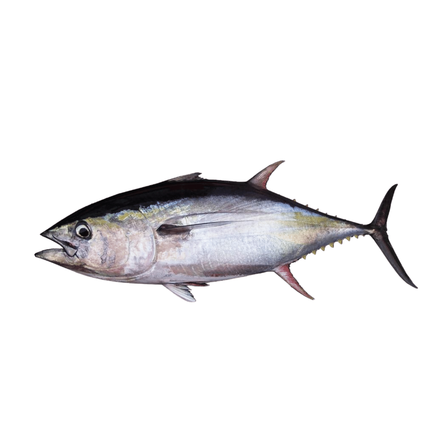 
Frozen Tuna (Thunnus spp.) – Wild caught whole round fish, block frozen, bulk packed from Ireland & UK Tuna fish on a transparent background