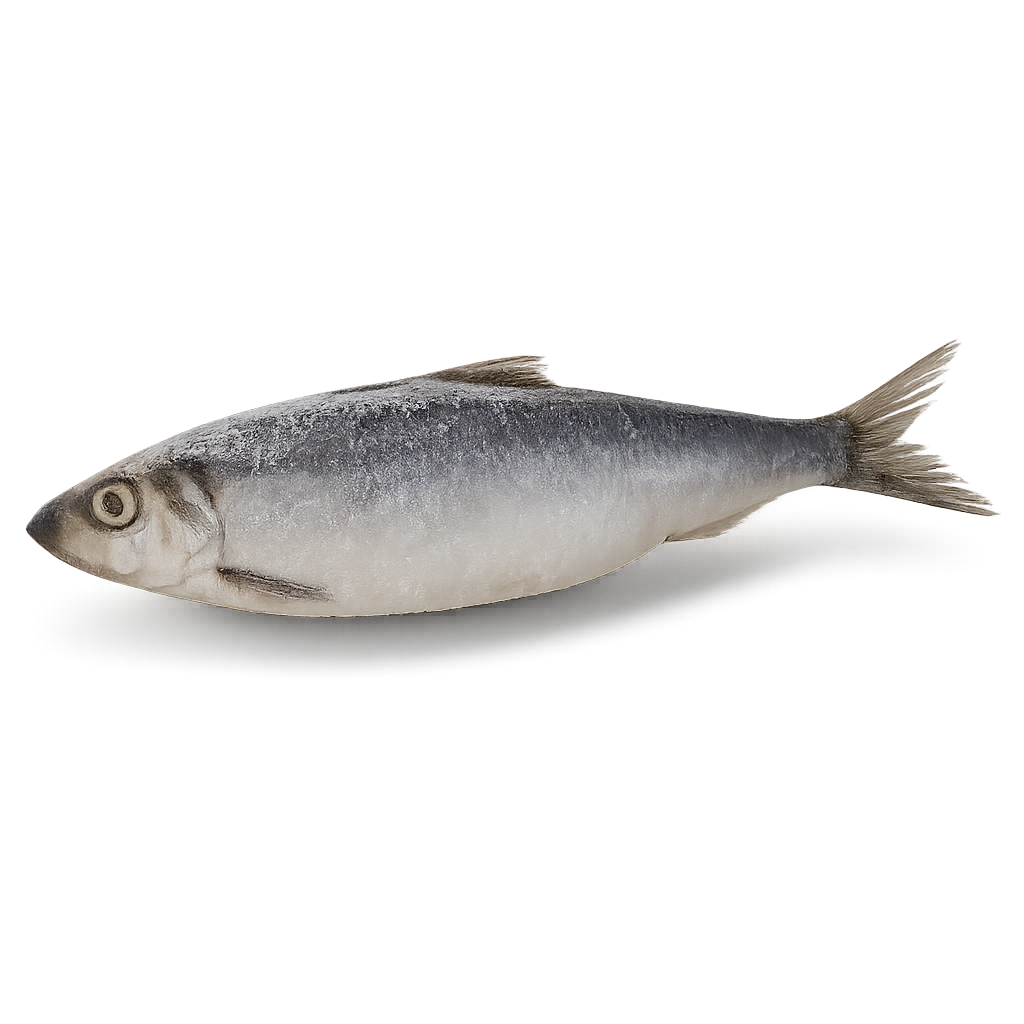 Whole round wild-caught Atlantic herring (Clupea harengus), block frozen in bulk, sourced from Ireland and UK