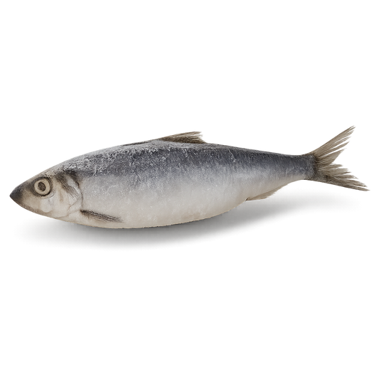 Whole round wild-caught Atlantic herring (Clupea harengus), block frozen in bulk, sourced from Ireland and UK