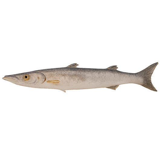 Whole round wild-caught Sphyraena barracuda from Indonesia, IQF frozen, bulk packed