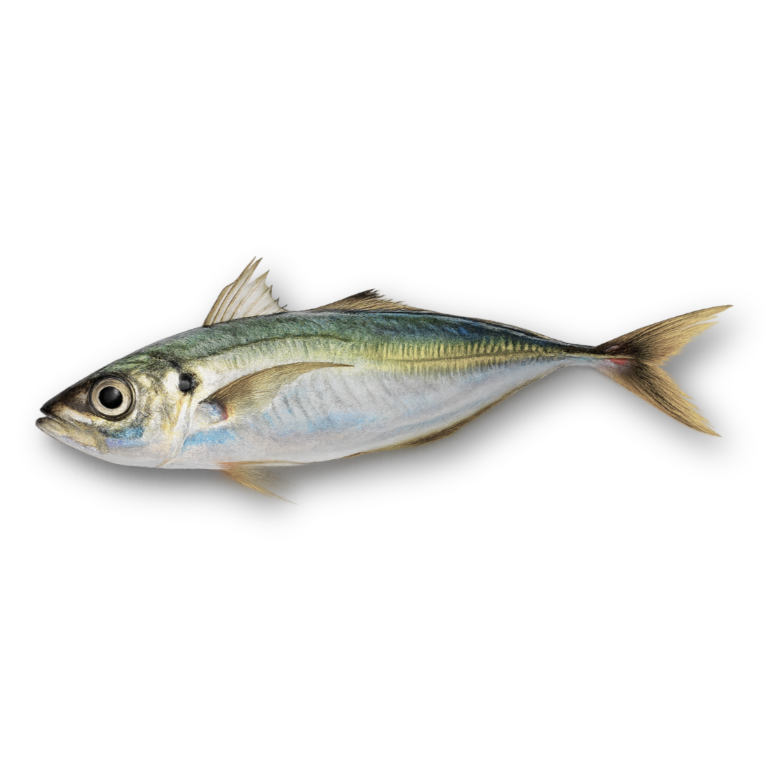 Fish on a white background Atlantic Horse Mackerel (Trachurus trachurus) – Frozen whole round fish, block frozen, bulk packed from Ireland & UK