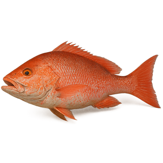 Red fish on a white background
Frozen Red Snapper (Lutjanus campechanus) – Wild caught, whole round fish, block frozen, bulk packed from Ireland & UK