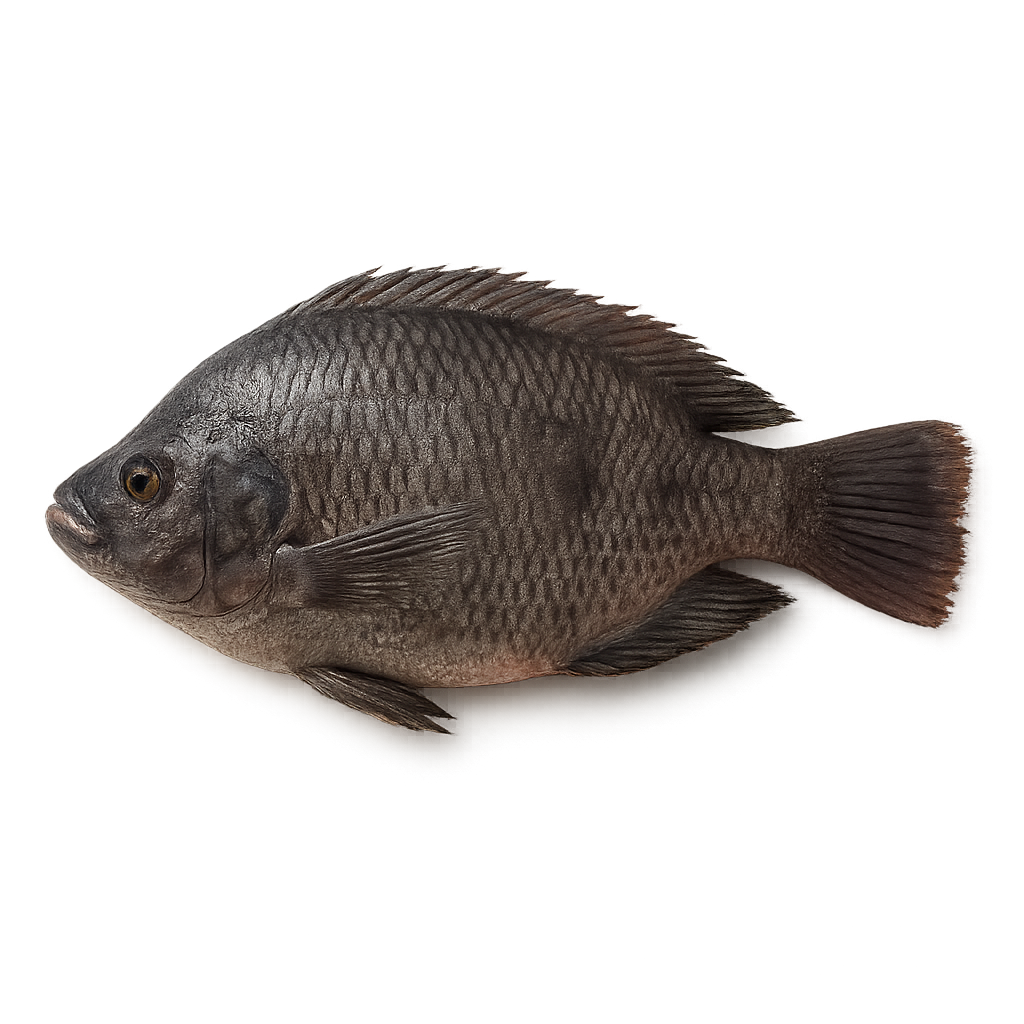 Frozen Black Tilapia – Wild caught whole round fish (Oreochromis mossambicus), block frozen, SunVie bulk pack Fish on a white background