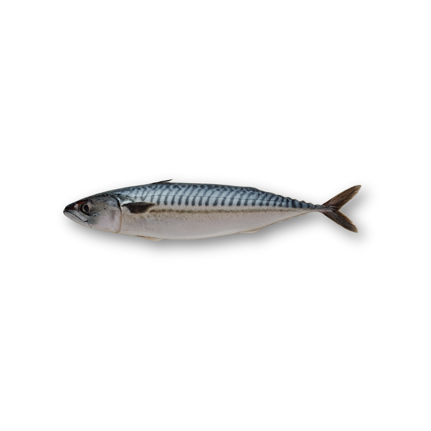 Frozen Atlantic Mackerel (Scomber Scombrus) – Whole round, block frozen bulk pack, displayed on a clean white background