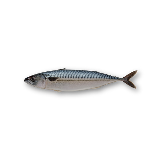 Frozen Atlantic Mackerel (Scomber Scombrus) – Whole round, block frozen bulk pack, displayed on a clean white background